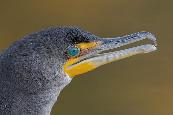 Double-crested Cormorant