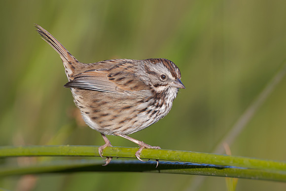 Song Sparrow