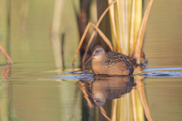 Virginia Rail