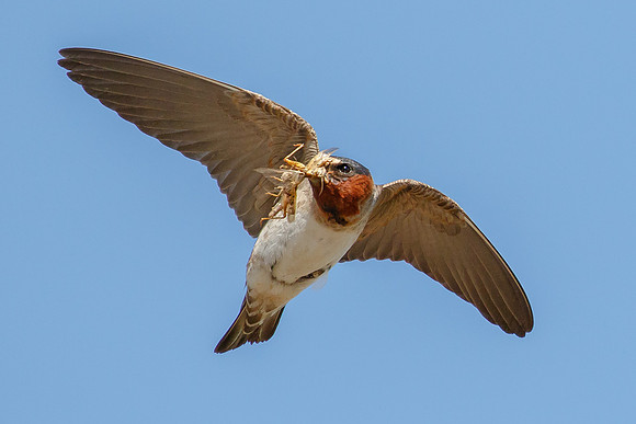 Cliff Swallow, carrying insects for young