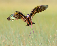 White-faced Ibis, with nest material