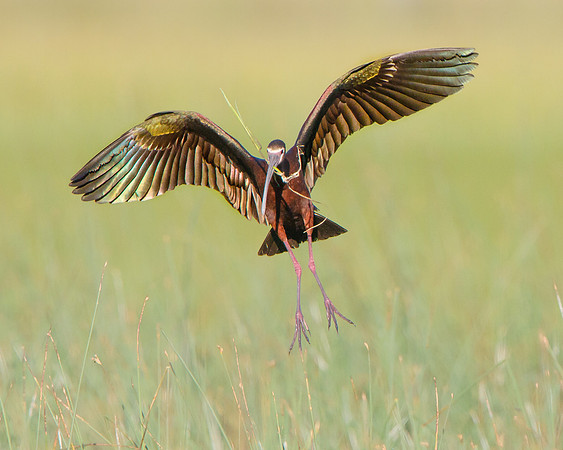 White-faced Ibis, with nest material