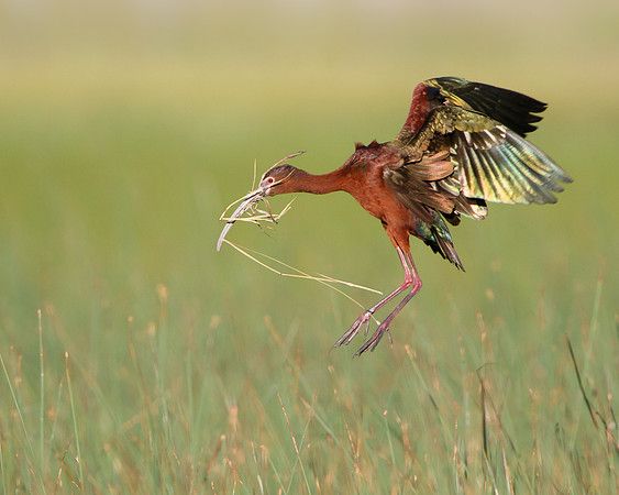 White-faced Ibis, with nest material