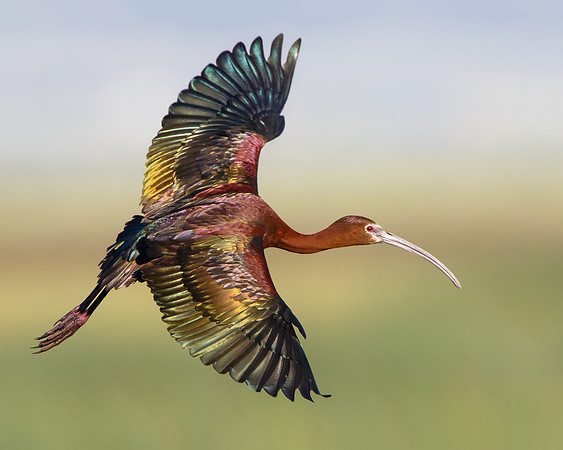 White-faced Ibis