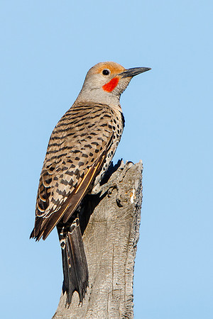 Northern Flicker