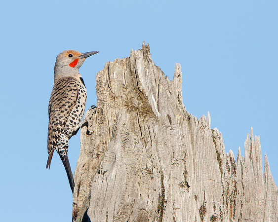 Northern Flicker