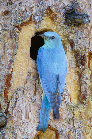 Mountain Bluebird, male at nest