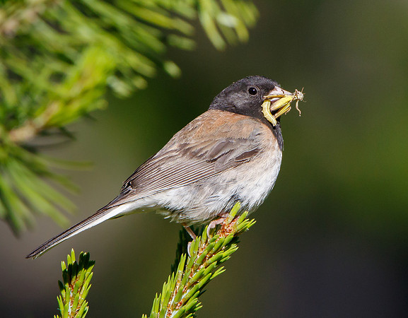 Dark-eyed Junco, with inesects to feed young