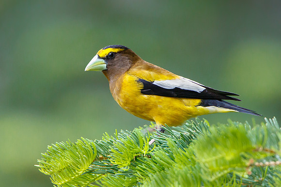 Evening Grosbeak, male