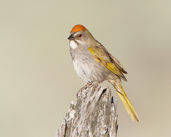 Green-tailed Towhee