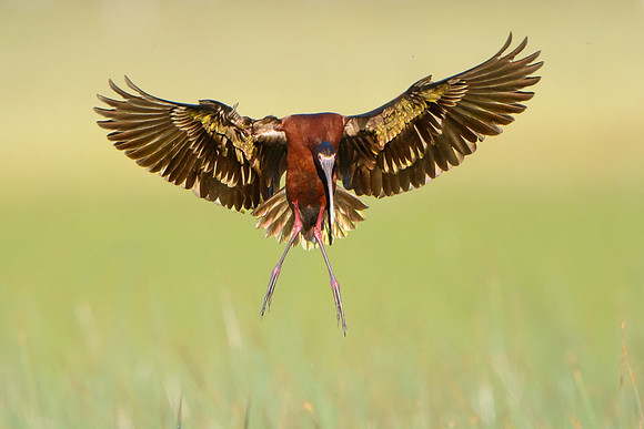 White-faced Ibis, landing