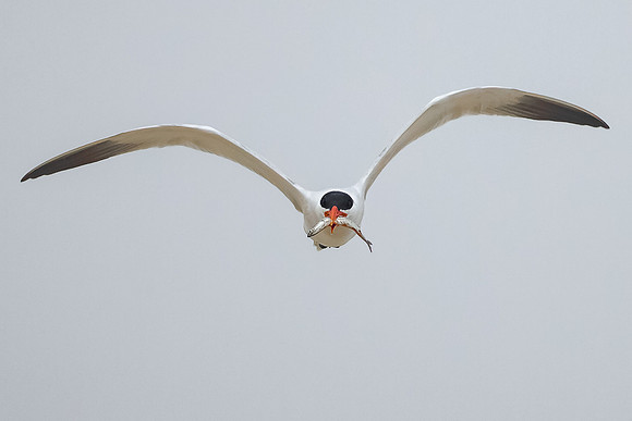 Caspian Tern