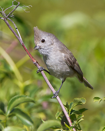Oak Titmouse