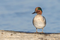 Green-winged Teal