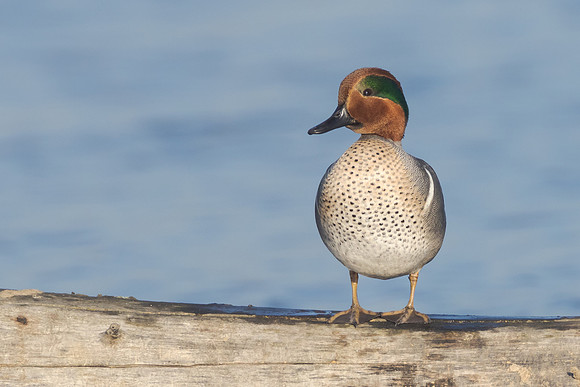 Green-winged Teal