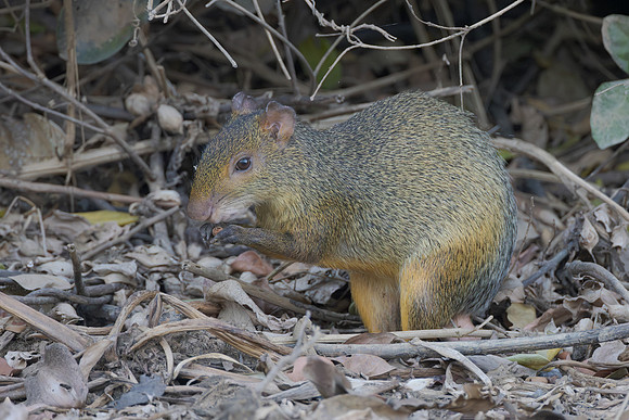 Azara's Agouti