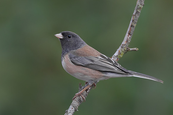 Dark-eyed Junco