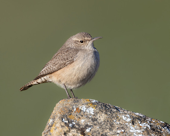 Rock Wren