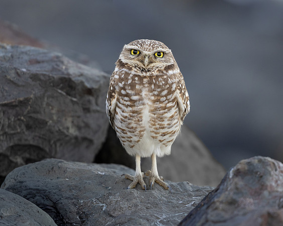 Burrowing Owl