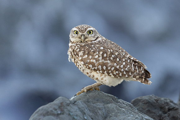 Burrowing Owl