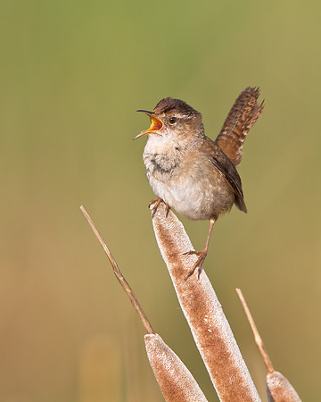 Marsh Wren singing atop cattail