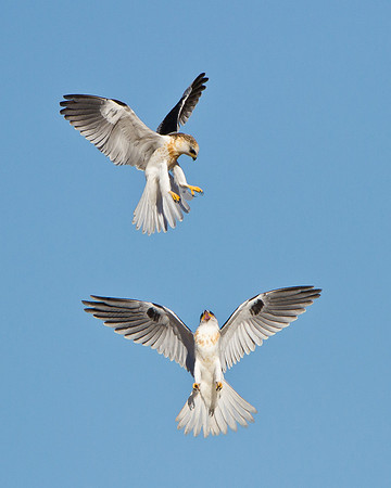 White-tailed Kites, juveniles bickering