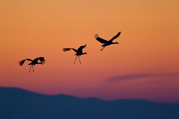 Silhouette of Sandhill Cranes landing after sunset