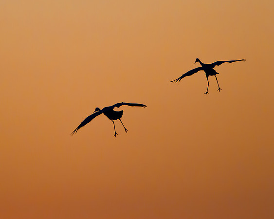 Silhouette of Sandhill Cranes landing after sunset