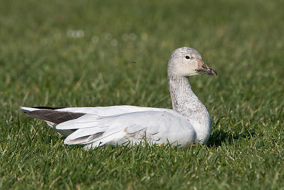 Snow Goose