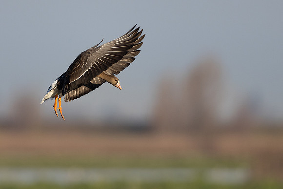 Greater White-fronted Goose