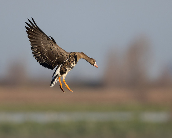 Greater White-fronted Goose