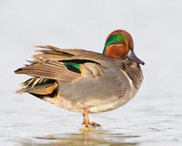 Green-winged Teal