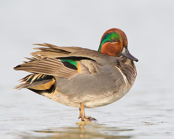 Green-winged Teal