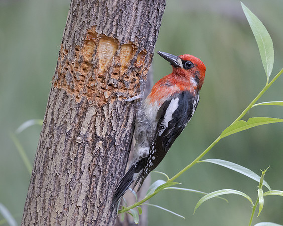 Red-breasted Sapsucker