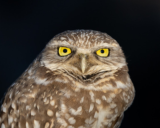 Burrowing Owl