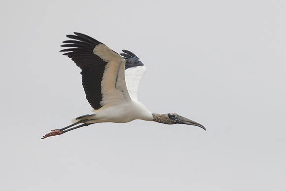 Wood Stork