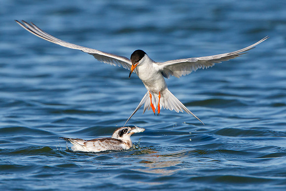 Forster's Terns, juvenile with fish following feeding
