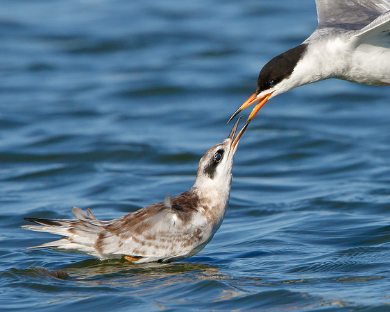 Forster's Terns, juvenile & adult