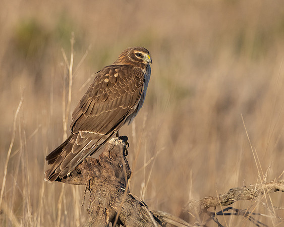 Northern Harrier