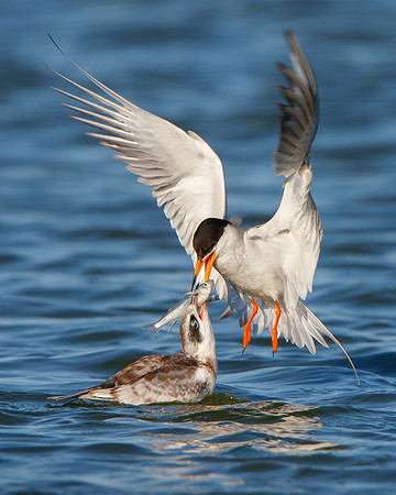 Forster's Terns, adult feeding young
