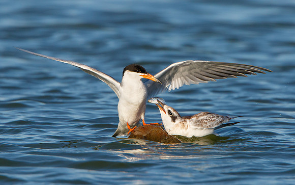 Forster's Terns, juvenile with fish following feeding