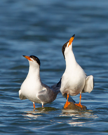Forster's Terns