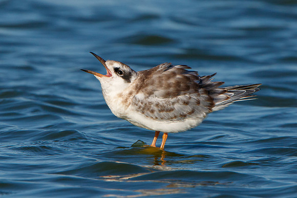 Forster's Tern, begging juvenile