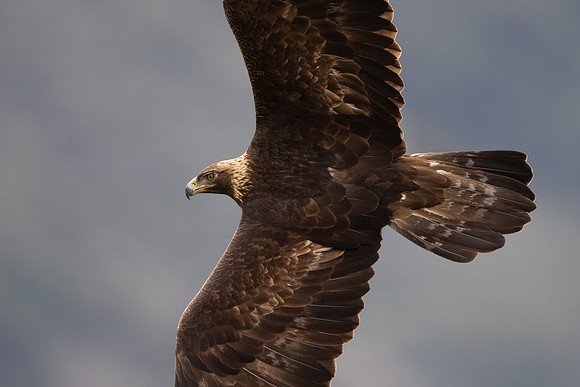 Golden Eagle