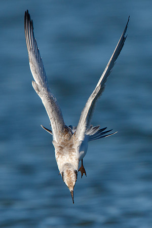 Forster's Tern, coming in for a steep landing