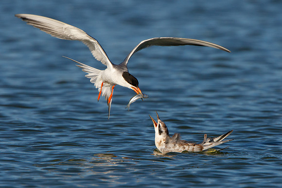 Forster's Tern, adult feeding juvenile