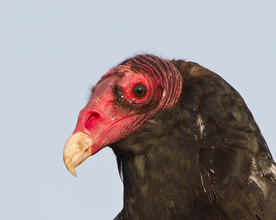 Close-up photo of Turkey Vulture