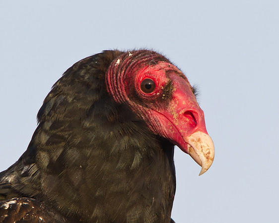 Close-up photo of Turkey Vulture