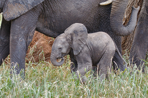 African Elephant