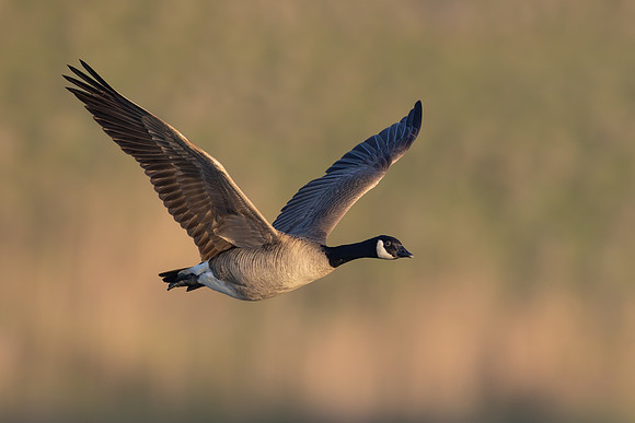 Canada Goose